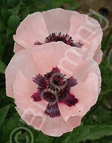 Papaver orientale 'Karine'                     